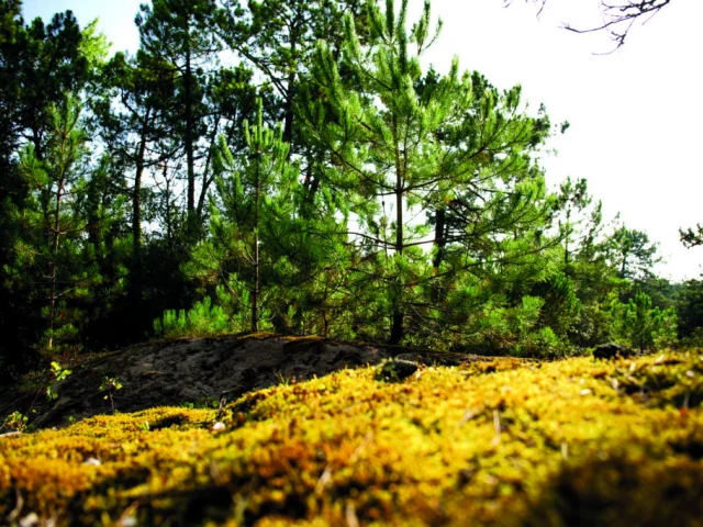 Arbres verts et mousse aux tons jaunes en forêt