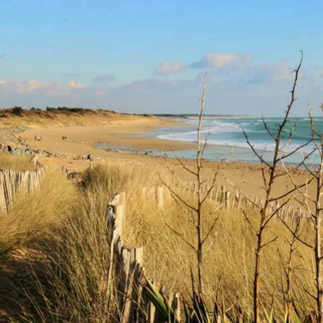 Plage de sable à marée basse vue depuis un chemin aménagé dans les dunes entre des buissons herbeux