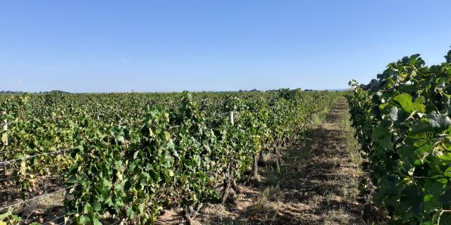 Weinberge in Küstennähe neben Sainte-Marie-de-Ré