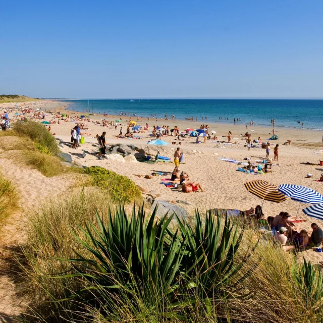 Plage fréquentée de nombreux baigneurs sur leurs draps de plage et vue depuis la dune derrière quelques buissons