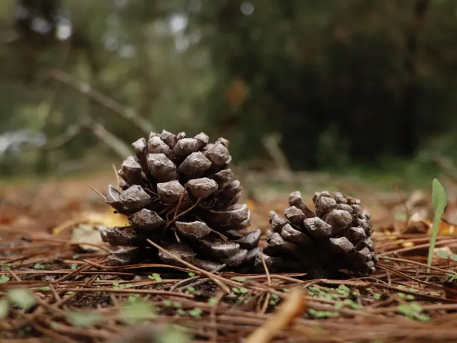 Pommes de pin sur un sentier forestier.