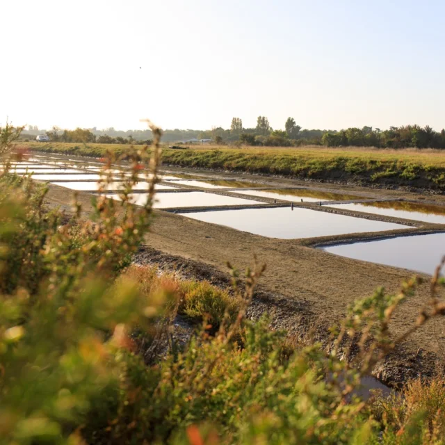 Marais salant de Loix sur l'Île de Ré