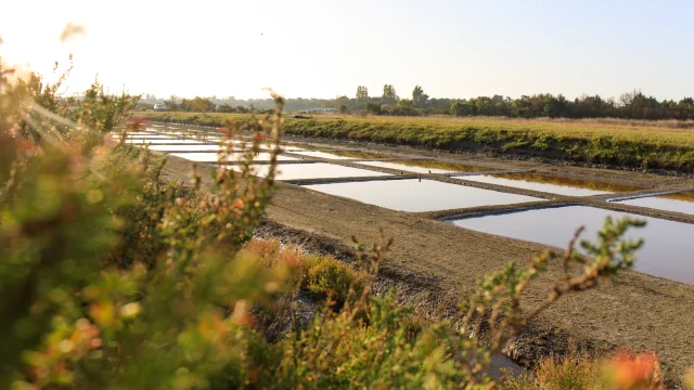 Marais salants entourés de végétation et vus depuis derrière quelques plantes des marais