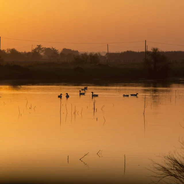 L'image montre un magnifique coucher de soleil sur un marais. Les rayons du soleil créent une palette de couleurs chaudes, allant de l'orange au rouge, qui se reflètent sur l'eau calme du marais. Les silhouettes des plantes sont visibles à l'horizon