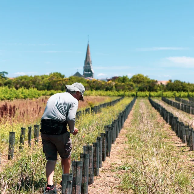 Homme travaillant dans les vignes avec un clocher de Sainte Marie en arrière-plan.