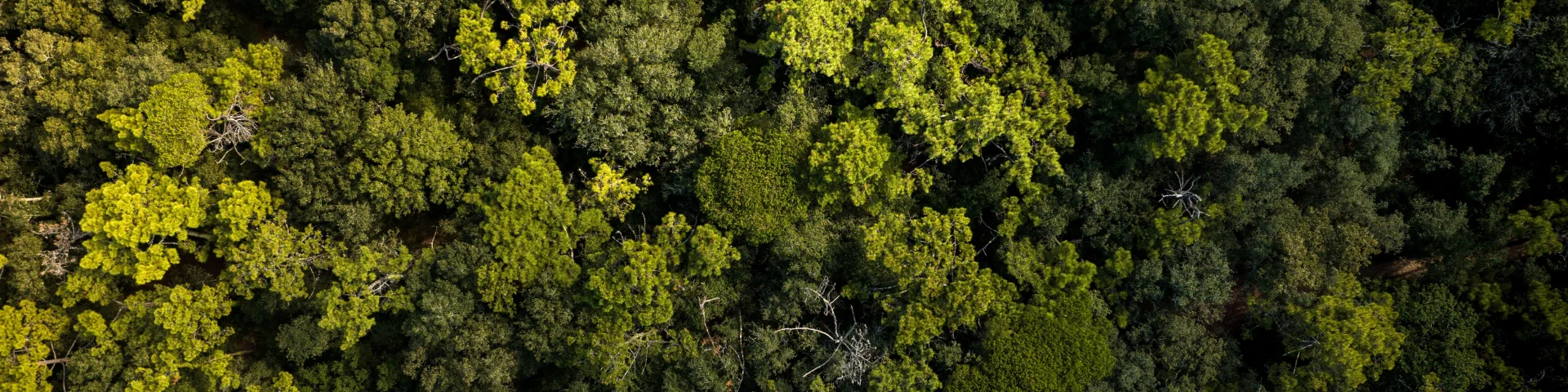 Vue Aerienne Foret La Couarde Ile De Re Edouard Salmon Skystudio Rotated Copy