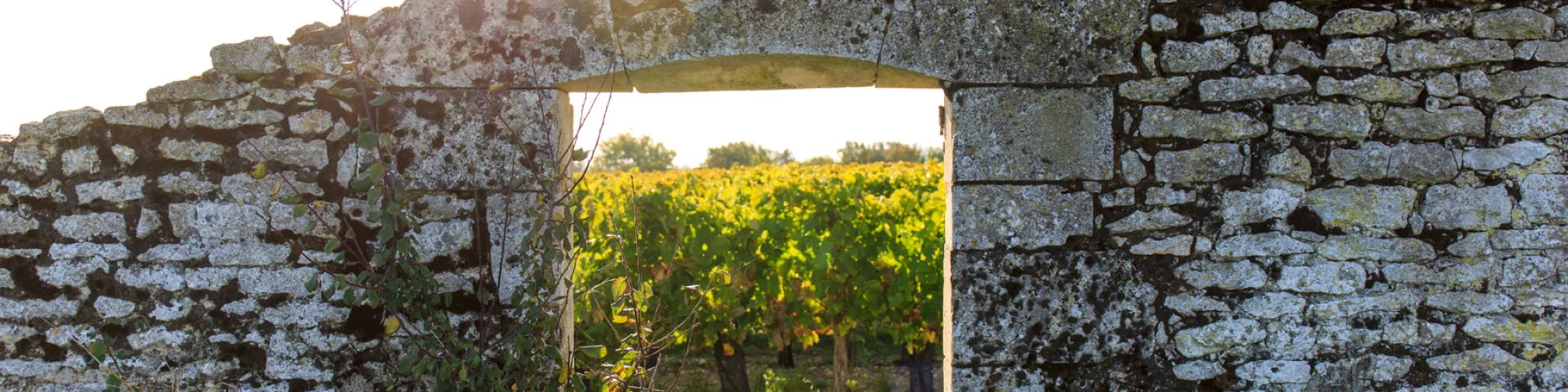 Couarde Vignes 004 1