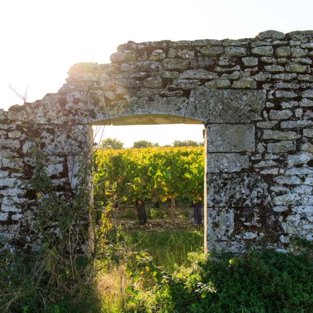 Couarde Vignes 004 1