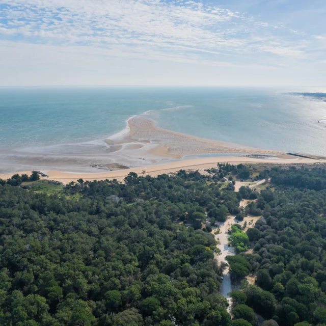 Vue aérienne de la côte des Portes-en-Ré avec forêt et plage.