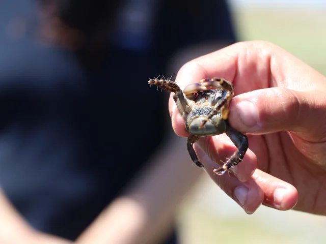 Un écogarde tenant un petit crabe.