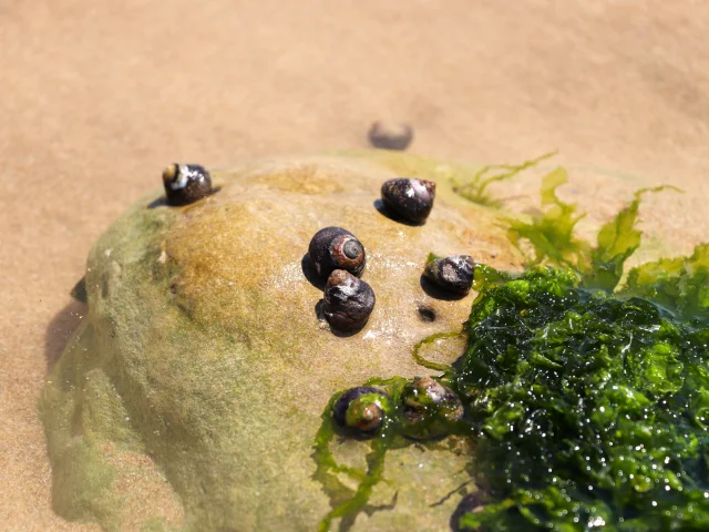 Peche A Pied Coquillage Alizee Russeil