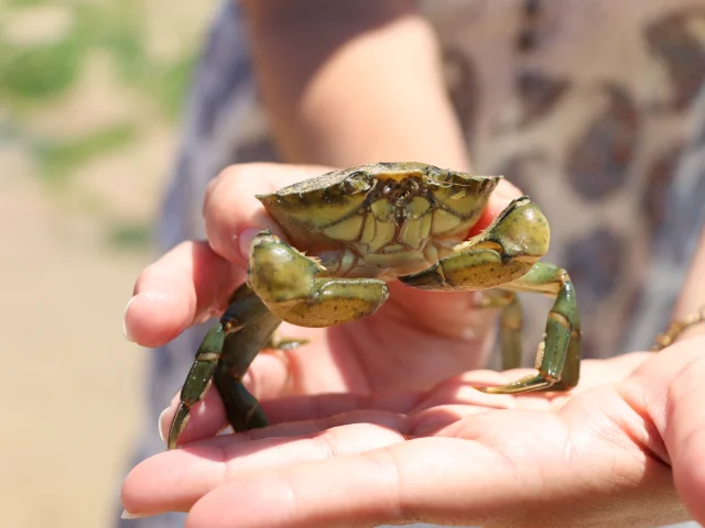 Personne tenant un crabe pêché à pied