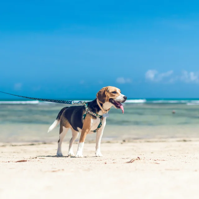 Artem Beliaikin Edbhawfxnta Unsplash