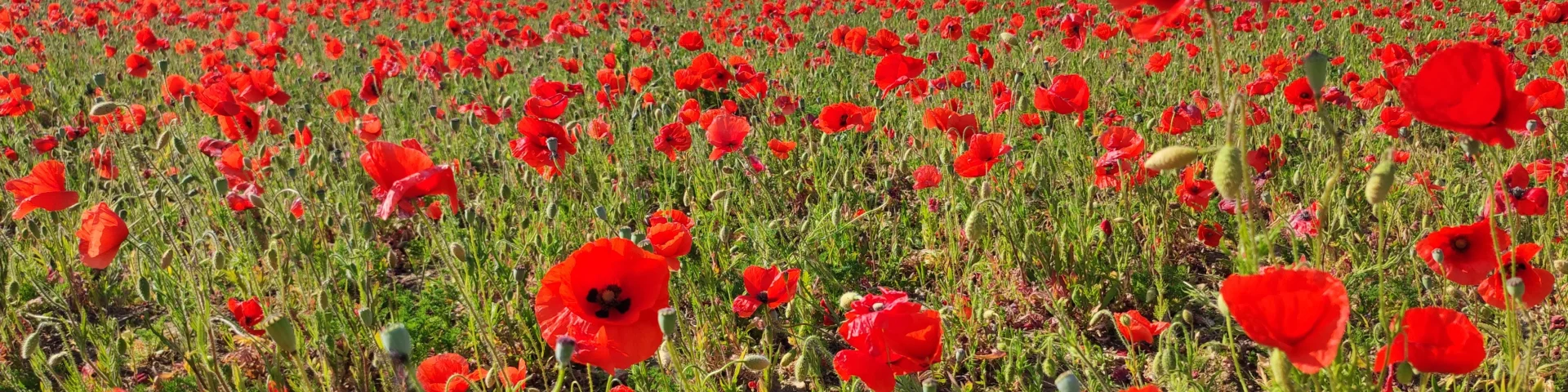 Champs Coquelicots Ile De Re By Camille Pinot