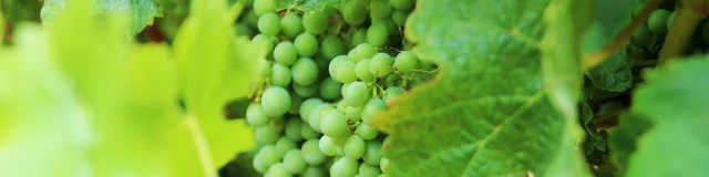 Cognac and Pineau Wines and Spirits