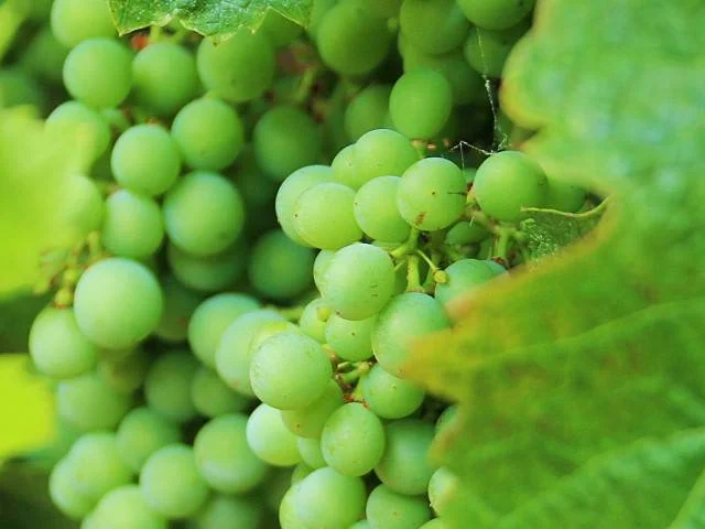 Cognac and Pineau Wines and Spirits