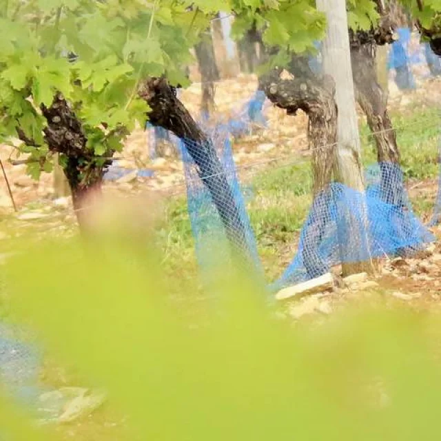 Pineau Et Cognac De L'Ile De Re Deutsch