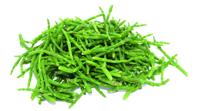 Grüne Salicornia