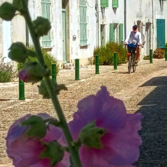 Instagram #iledere
