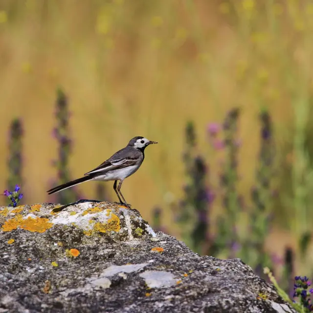 Instagram #destinationiledere
