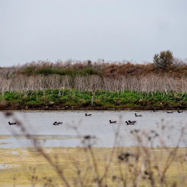 Groupe d’oiseaux nageant sur un plan d’eau devant une zone de végétation basse et de buissons.