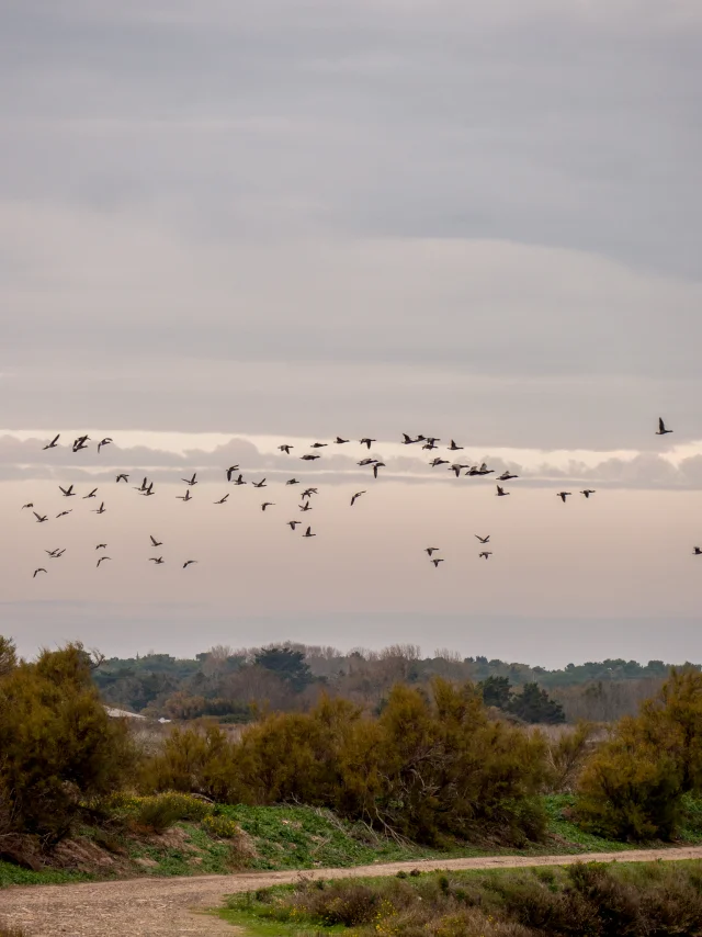 Vol d’oiseaux migrateurs au-dessus d’un paysage boisé et de marais