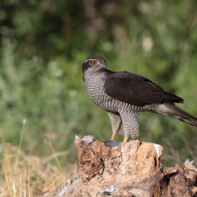 Oiseau de proie sombre posé sur un tronc