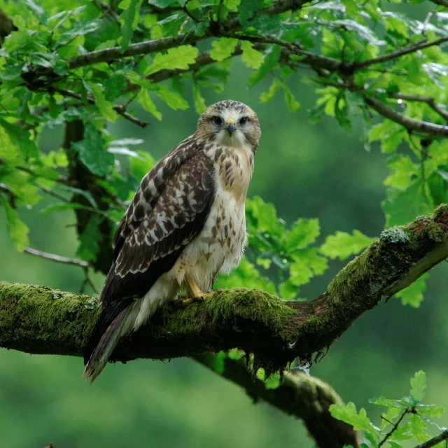Buse posée sur une branche, entourée de végétation verte