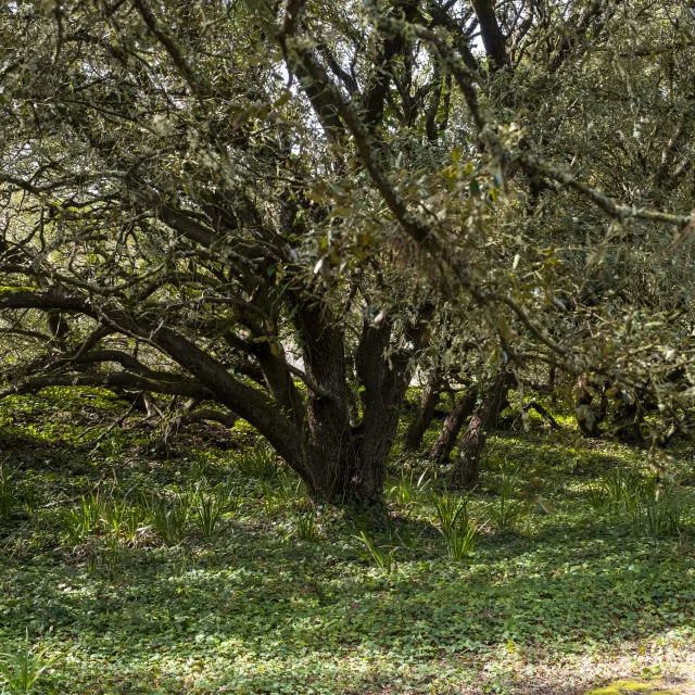 Grand chêne vert aux branches étalées