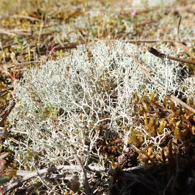 Coussin de lichen clair posé sur un sol sableux