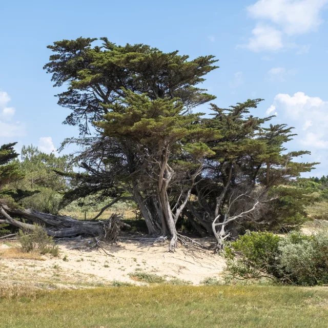 Cyprès solitaire se dressant dans un paysage dunaire.