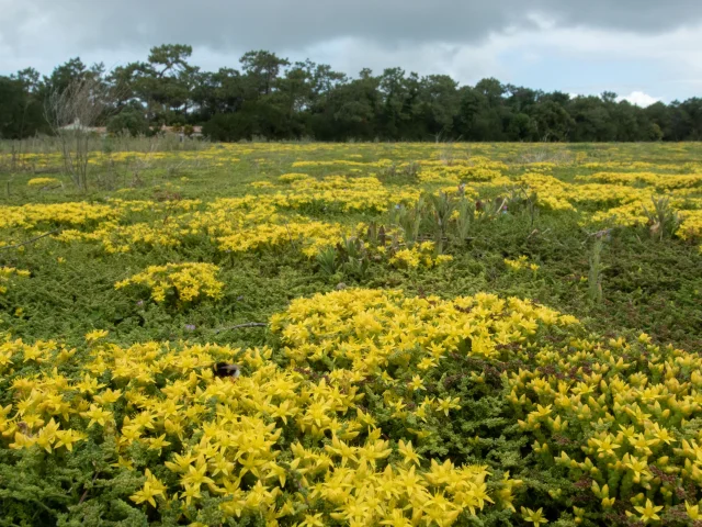 Paysage couvert de végétation jaune sous un ciel nuageux