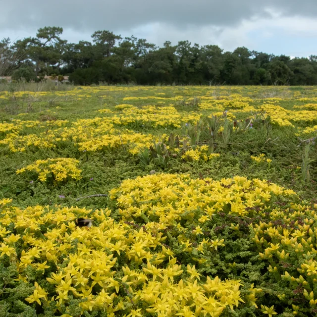 Paysage couvert de végétation jaune sous un ciel nuageux