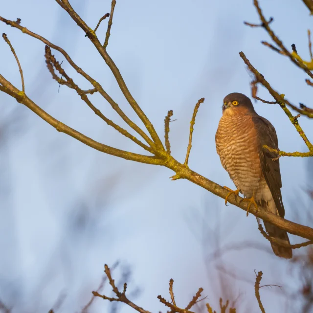 Épervier posé sur une branche nue en hiver
