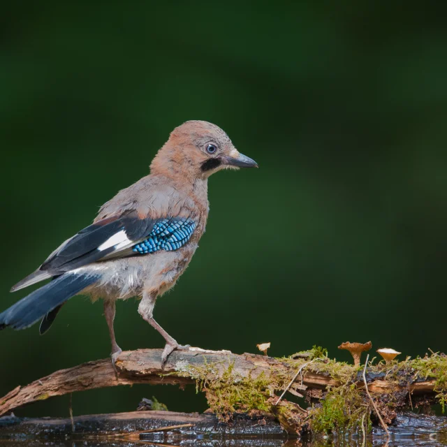 Geai des chênes au plumage brun et bleu posé sur un support