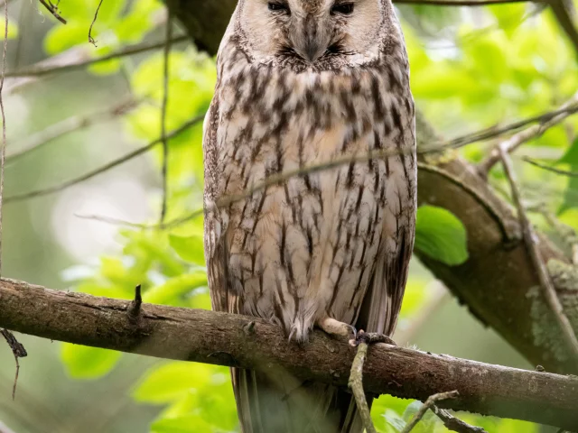 Hibou perché sur une branche dans un bois