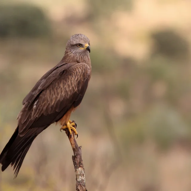 Milan noir posé sur un piquet, observant son environnement.