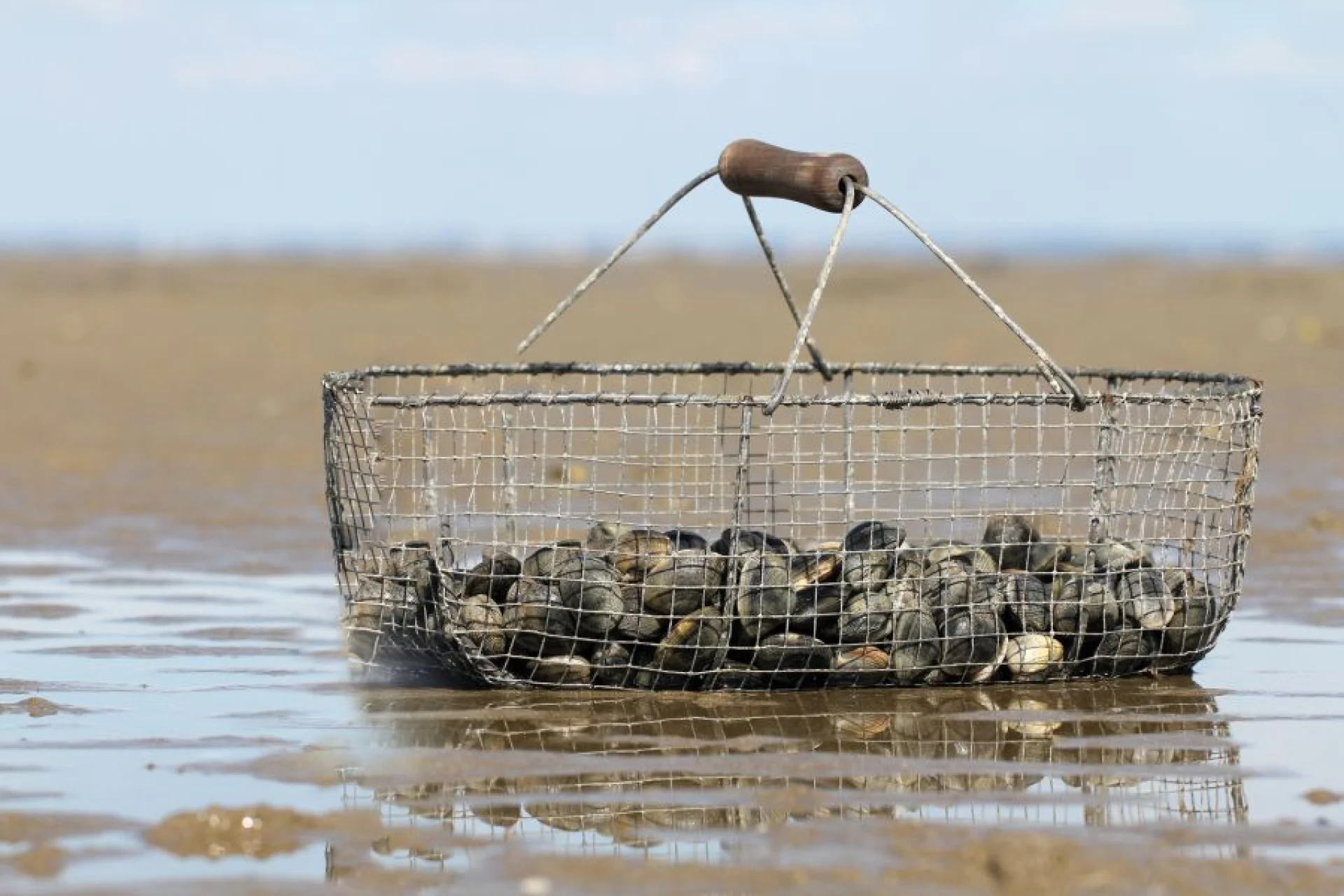Panier métallique rempli de palourde posé sur le sable à marée basse