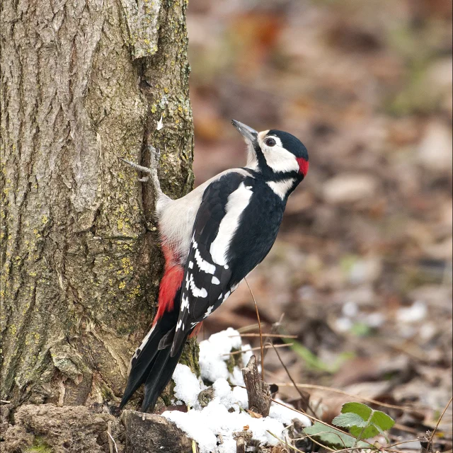 Pic épeiche grimpant sur le tronc d’un arbre