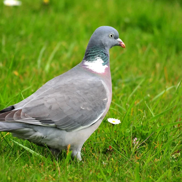 Pigeon gris marchant sur une pelouse