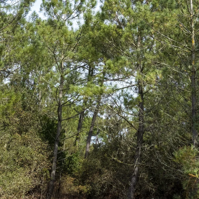 Ensemble de jeunes pins vus de près