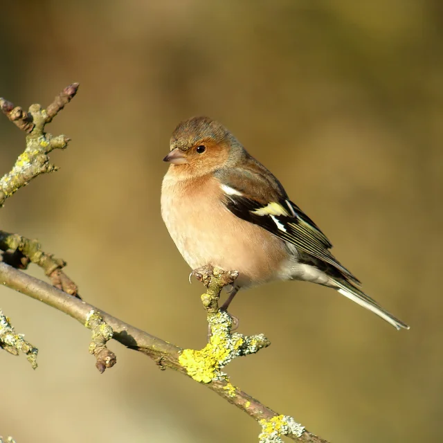 Petit oiseau brun et rosé posé sur une branche