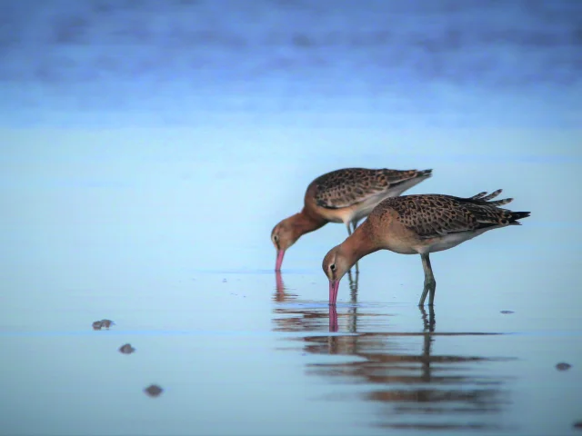 Deux oiseaux limicoles recherchant de la nourriture dans l’eau peu profonde.