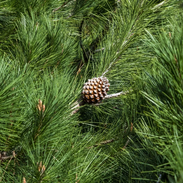 Pomme de pin accrochée à une branche de pin maritime.