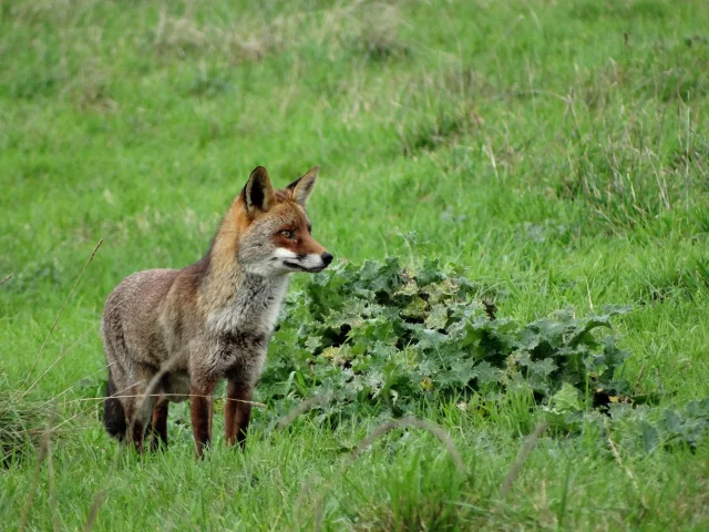 Renard roux debout dans un milieu végétalisé.