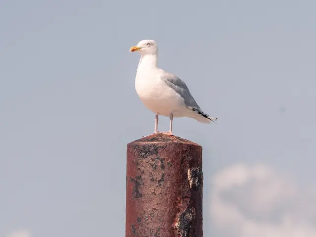 Mouette blanche et grise perchée sur un pieu, ciel bleu en arrière-plan.