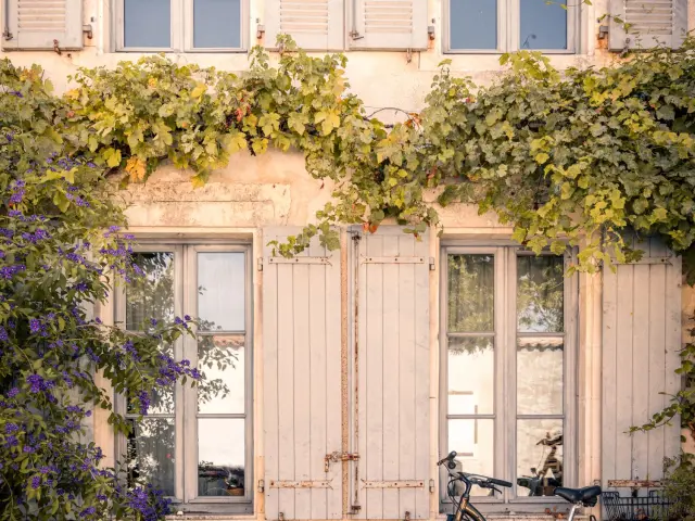 Fenêtres à volets clairs sur une façade recouverte de vignes et de feuillage.