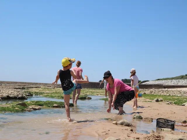 Des enfants explorent un bras d’eau sur l’estran à marée basse avec des adultes.