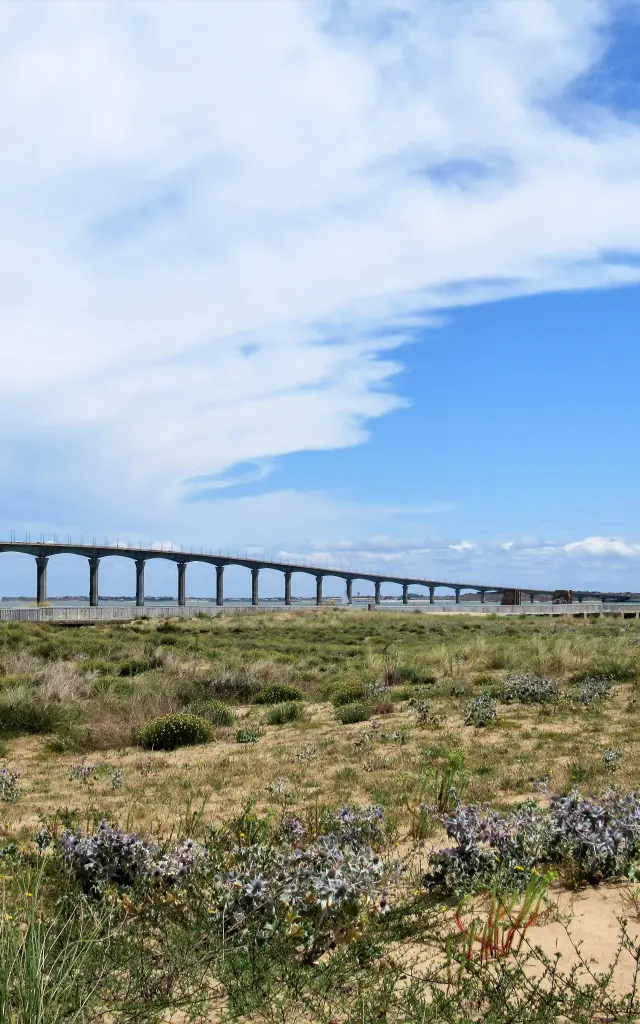 Le pont de l’Île de Ré traverse la mer au-dessus d’un paysage de dunes et de végétation.