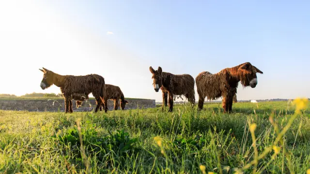 Quatre baudets du Poitou broutent dans une prairie verdoyante sous un ciel dégagé.